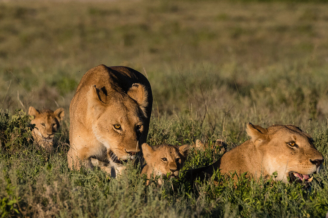 Two lionesses (Panthera leo) and two five week old cubs in the grass, Tanzania, East Africa, Africa