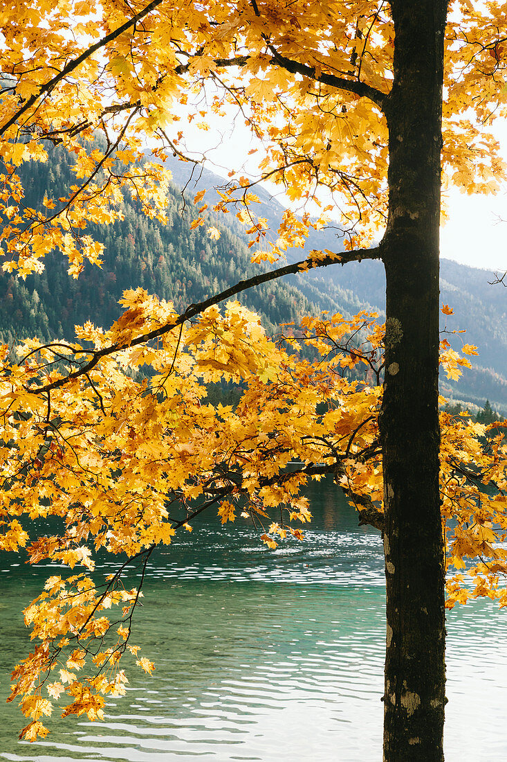 Hintersee in autumn, Berchtesgaden, Bavaria, Germany