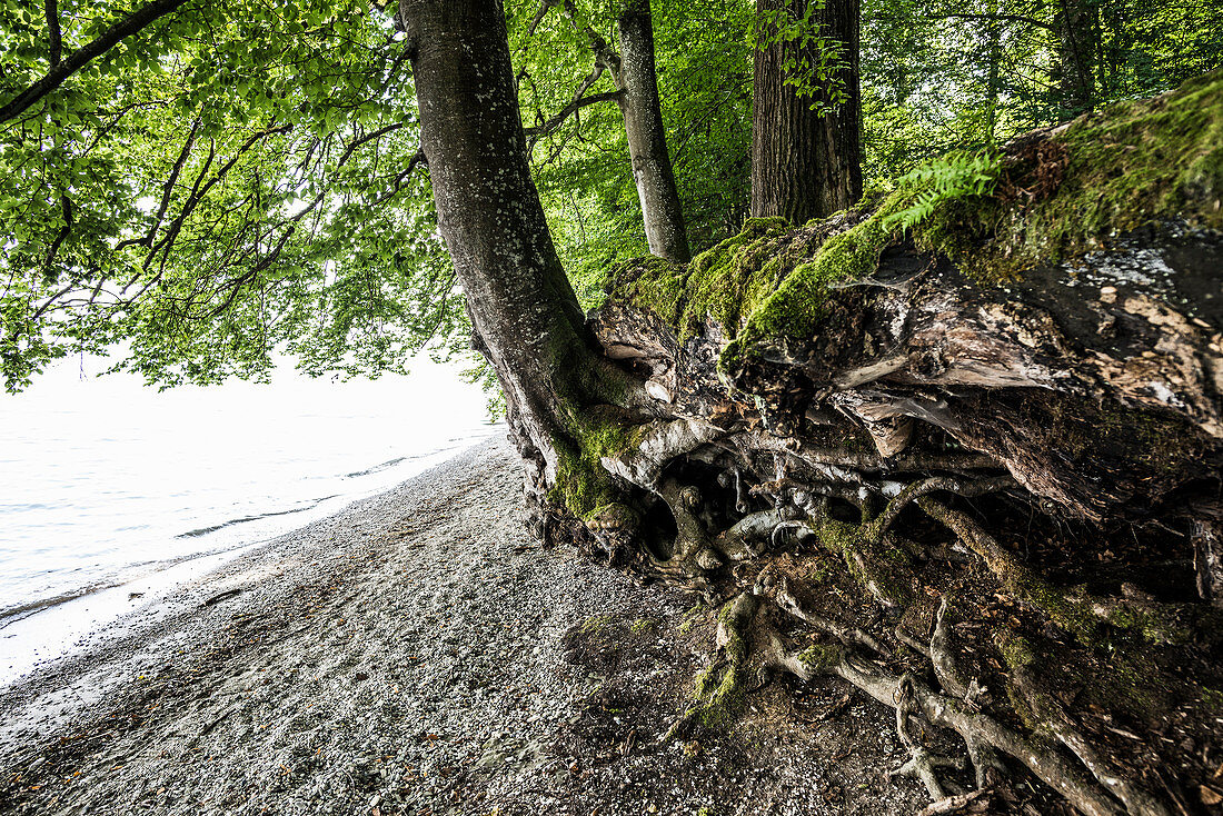 Tree and roots on the shore, at Bodman, Lake Constance, Baden-Württemberg, Germany