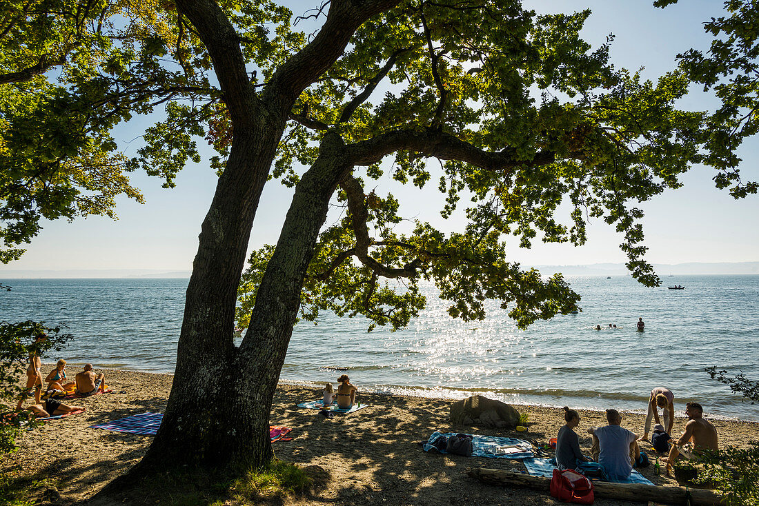 Strand und alte Eiche, bei Unteruhldingen, Bodensee, Baden-Württemberg, Deutschland