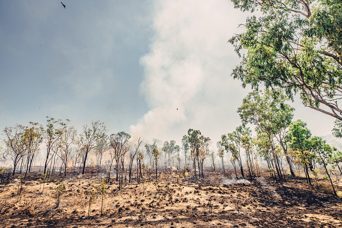 Brush fire in the Northern Territory near Darwin; Northern Territory; Outback; Australia; Oceania