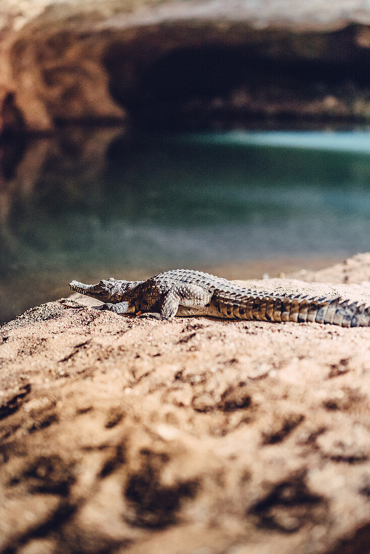 Crocodile on the river in Tunnel Creek National Park in the Kimberley region in Western Australia, Australia, Oceaniende; Evening sun; Evening atmosphere; Evening light;