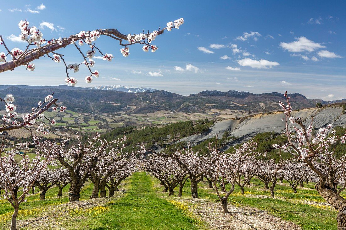 France, Drome, apricot trees in bloom in Bellecombe Tarendol, Baronnies, Drome provencale