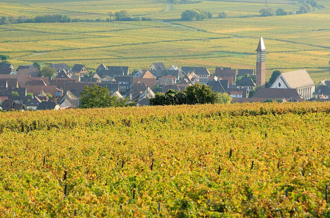 Frankreich, Haut-Rhin, Route des Vins d'Alsace (Elsässer Weinstraße), Bennwihr, Weinberg und Gesamtansicht des Dorfes
