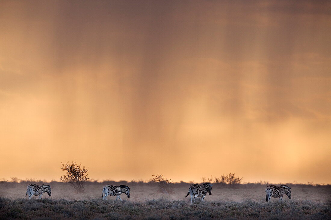 Zebra (Equus burchelli), bei stürmischem Sonnenuntergang, Etosha-Nationalpark, Namibia, Afrika