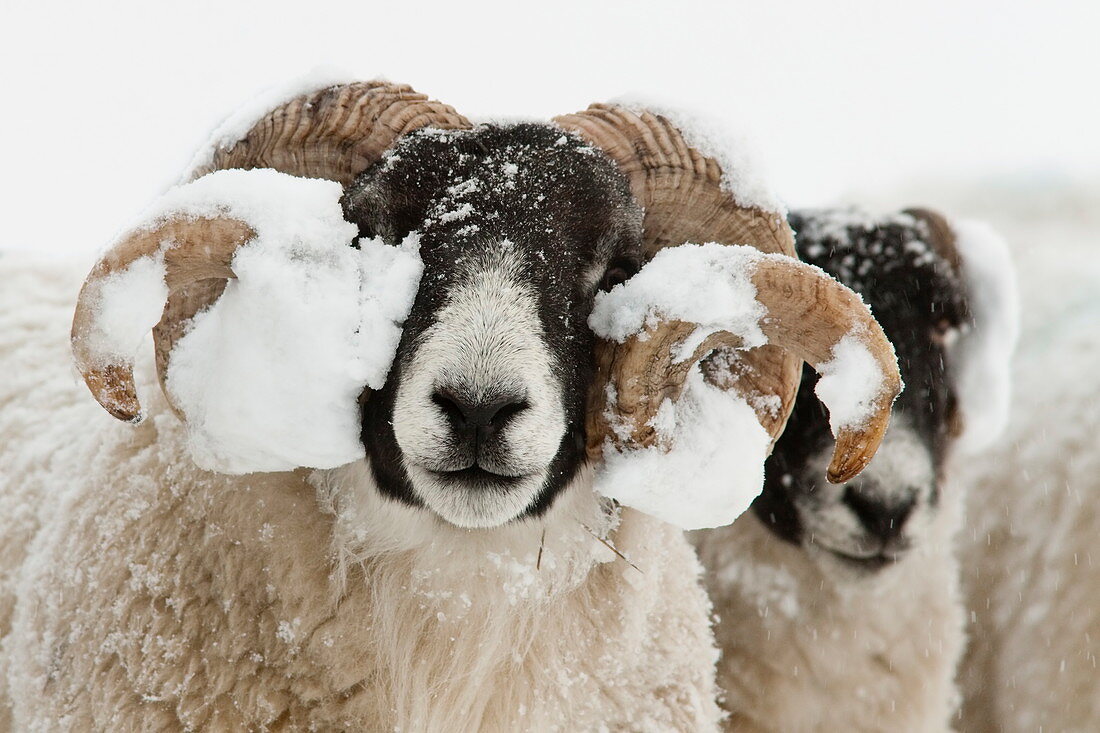 Northumberland Blackface Schafe im Schnee, Tarset, Hexham, Northumberland, England, Vereinigtes Königreich, Europa