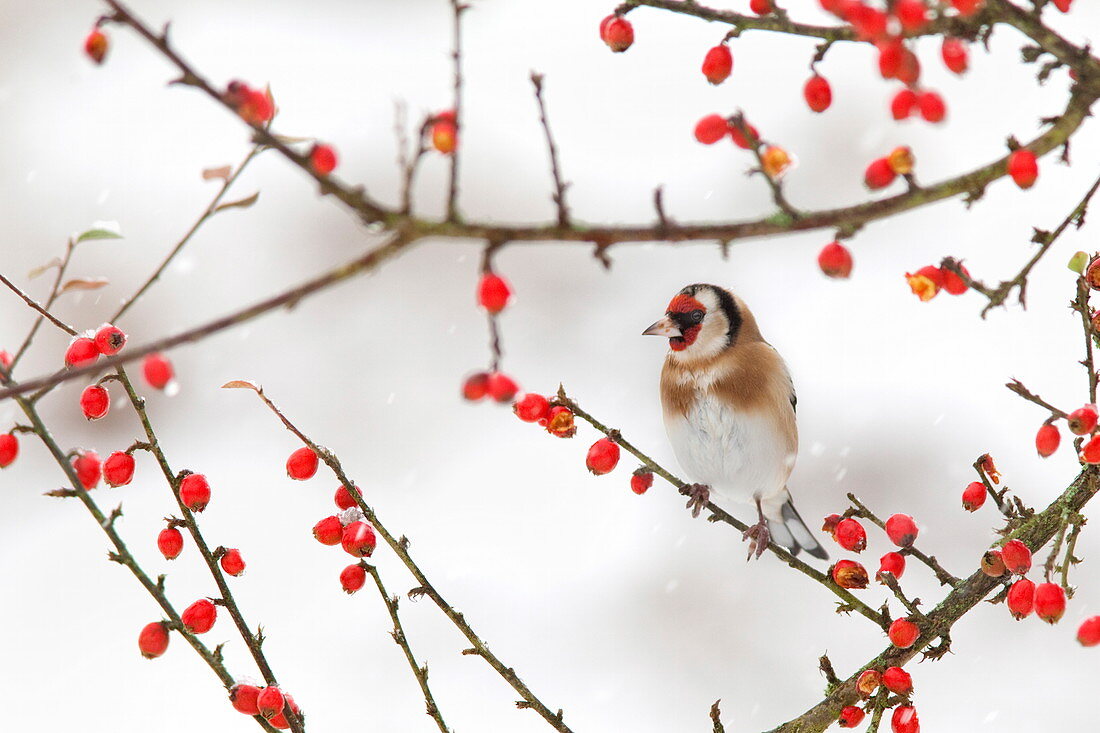 Goldfinch (Carduelis carduelis) in winter, Northumberland, England, United Kingdom, Europe