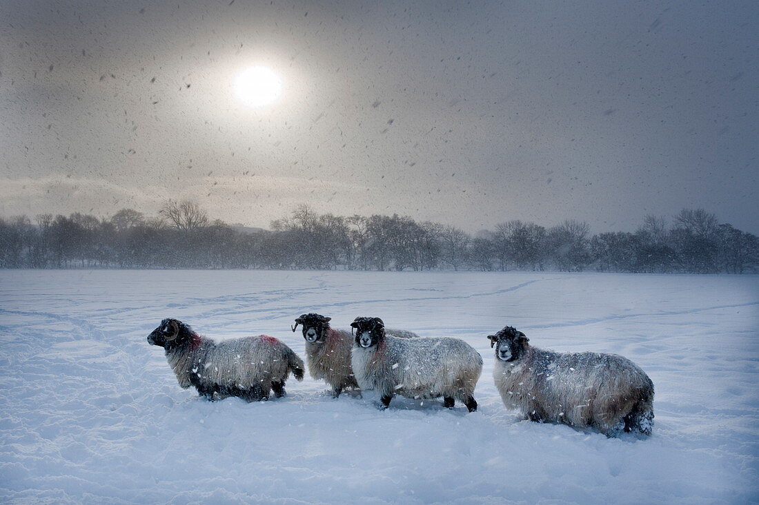 Northumberland Blackface Schafe im Schnee, Tarset, Hexham, Northumberland, England, Vereinigtes Königreich, Europa