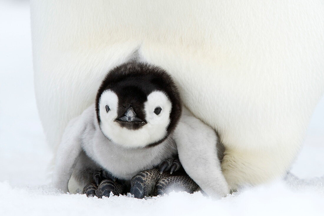 Emperor penguin chick (Aptenodytes forsteri), Snow Hill Island, Weddell Sea, Antarctica, Polar Regions *** Local Caption ***  