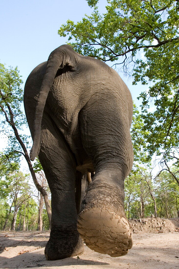 Indischer Elefant (Elephus maximus), Bandhavgarh-Nationalpark, Bundesstaat Madhya Pradesh, Indien, Asien