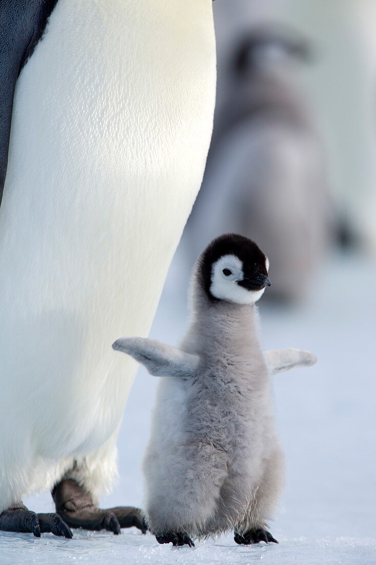 Emperor penguin chick (Aptenodytes forsteri), Snow Hill Island, Weddell Sea, Antarctica, Polar Regions *** Local Caption ***  