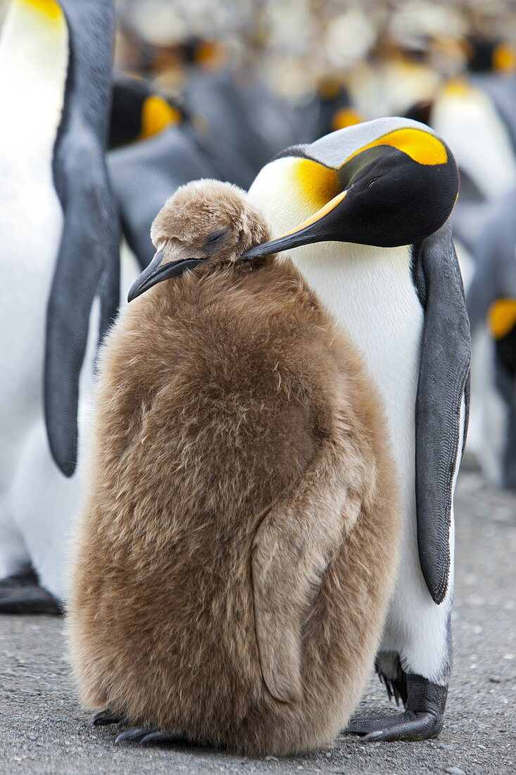 Königspinguin und ein Küken (Aptenodytes patagonicus), Gold Harbor, Südgeorgien, Antarktis, Polarregionen