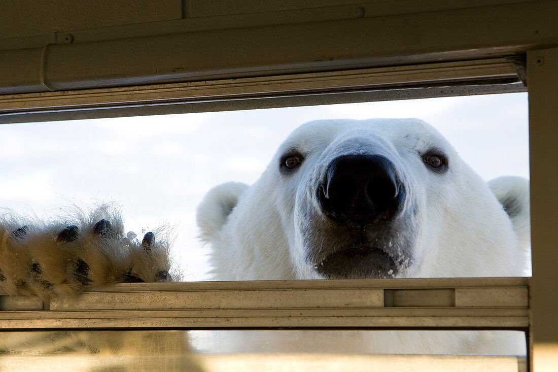Eisbär (Ursus maritimus), Hudson Bay, Churchill, Manitoba, Kanada, Nordamerika