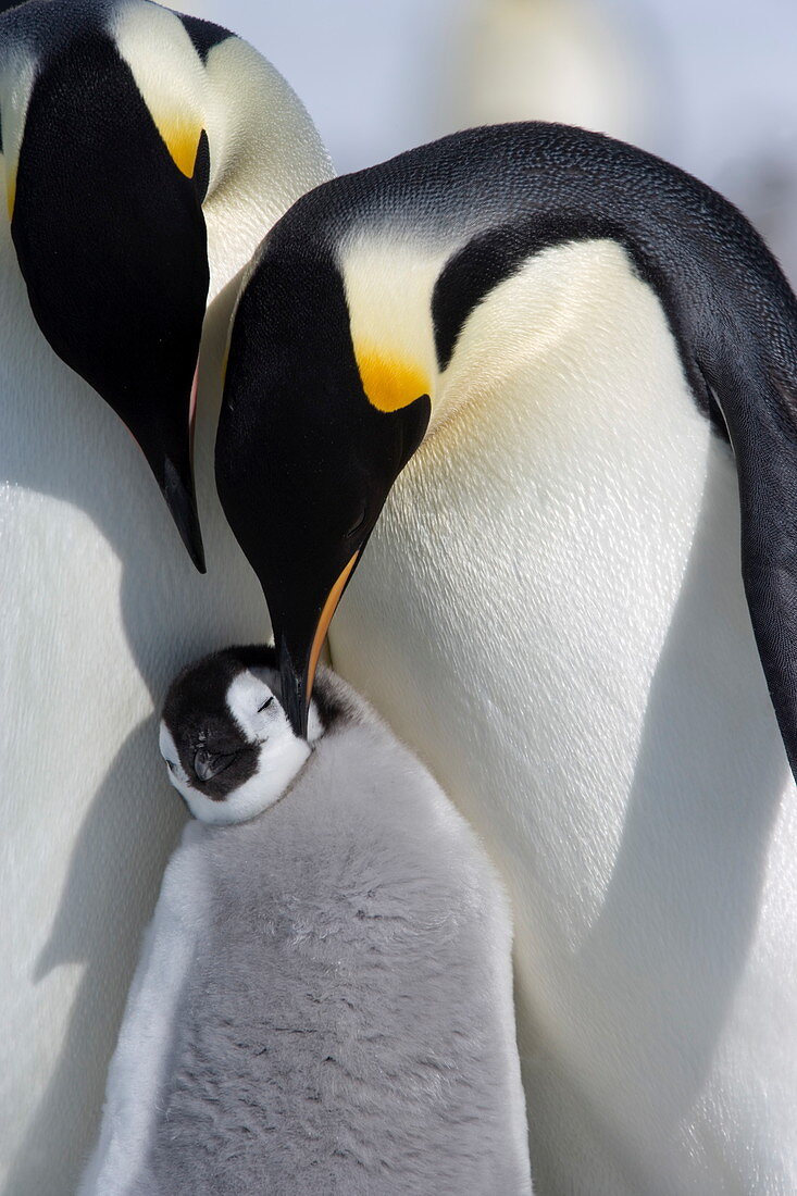 Emperor penguin chick and adults (Aptenodytes forsteri), Snow Hill Island, Weddell Sea, Antarctica, Polar Regions