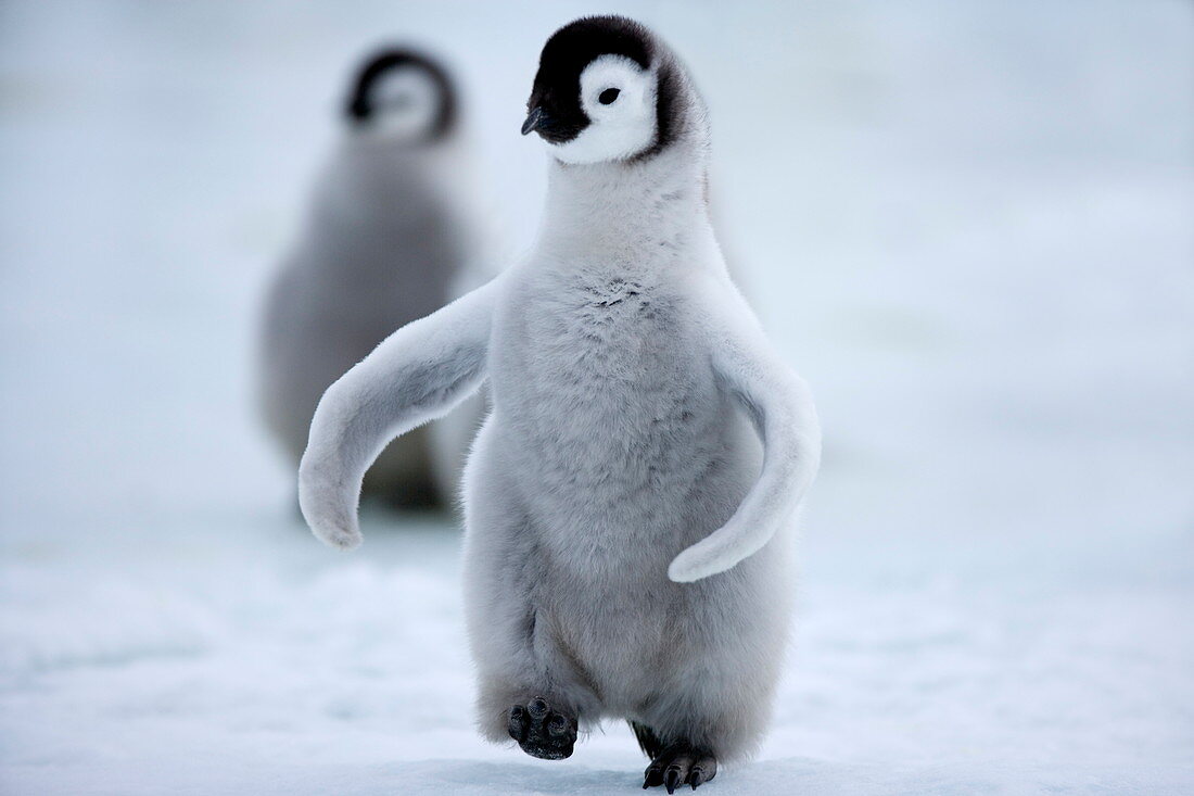 Kaiserpinguine, Küken (Aptenodytes forsteri), Snow Hill Island, Weddellmeer, Antarktis, Polarregionen