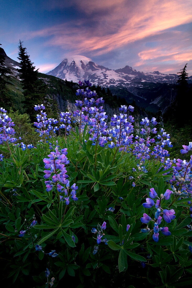 Landscape, Mount Rainier National Park, Washington State, United States of America, North America