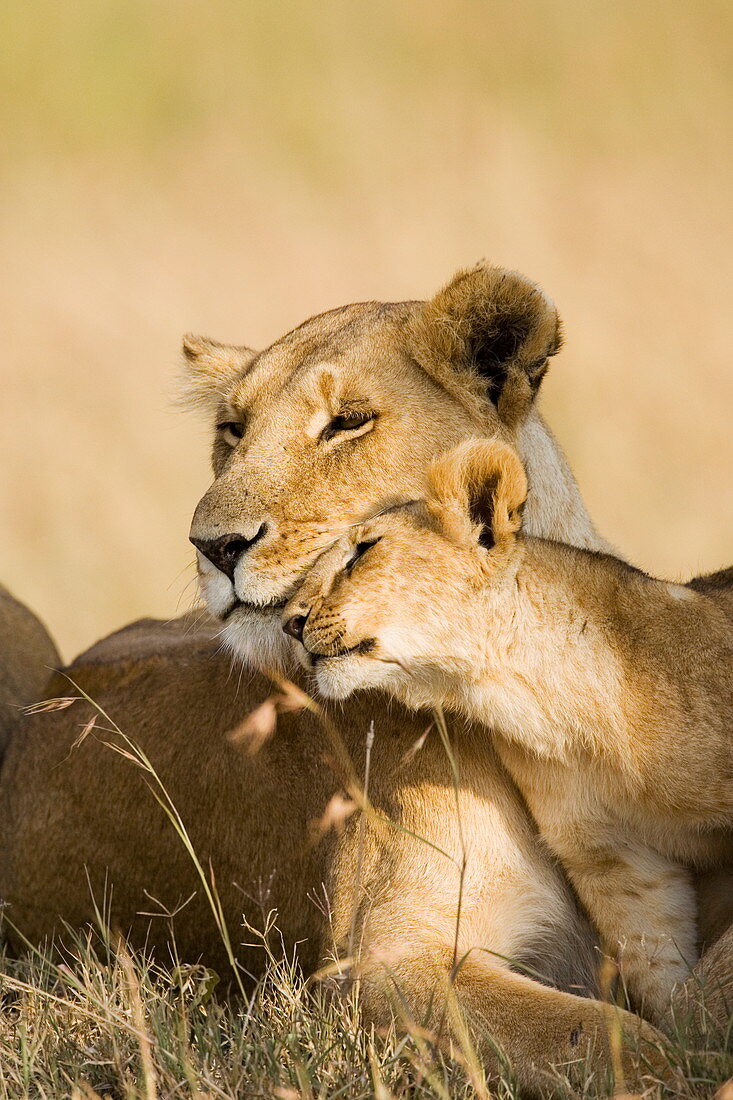 Löwin und Jungtier (Panthera Leo) zeigen Zuneigung, Masai Mara Game Reserve, Kenia, Ostafrika, Afrika