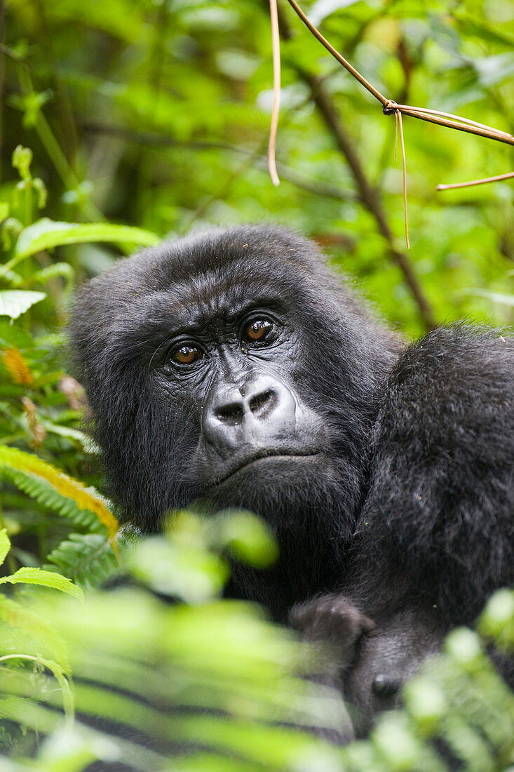 Erwachsener weiblicher Berggorilla (Gorilla gorilla beringei), Gruppe 13, Vulkan-Nationalpark (Parc National des Volcans), Ruanda, Afrika