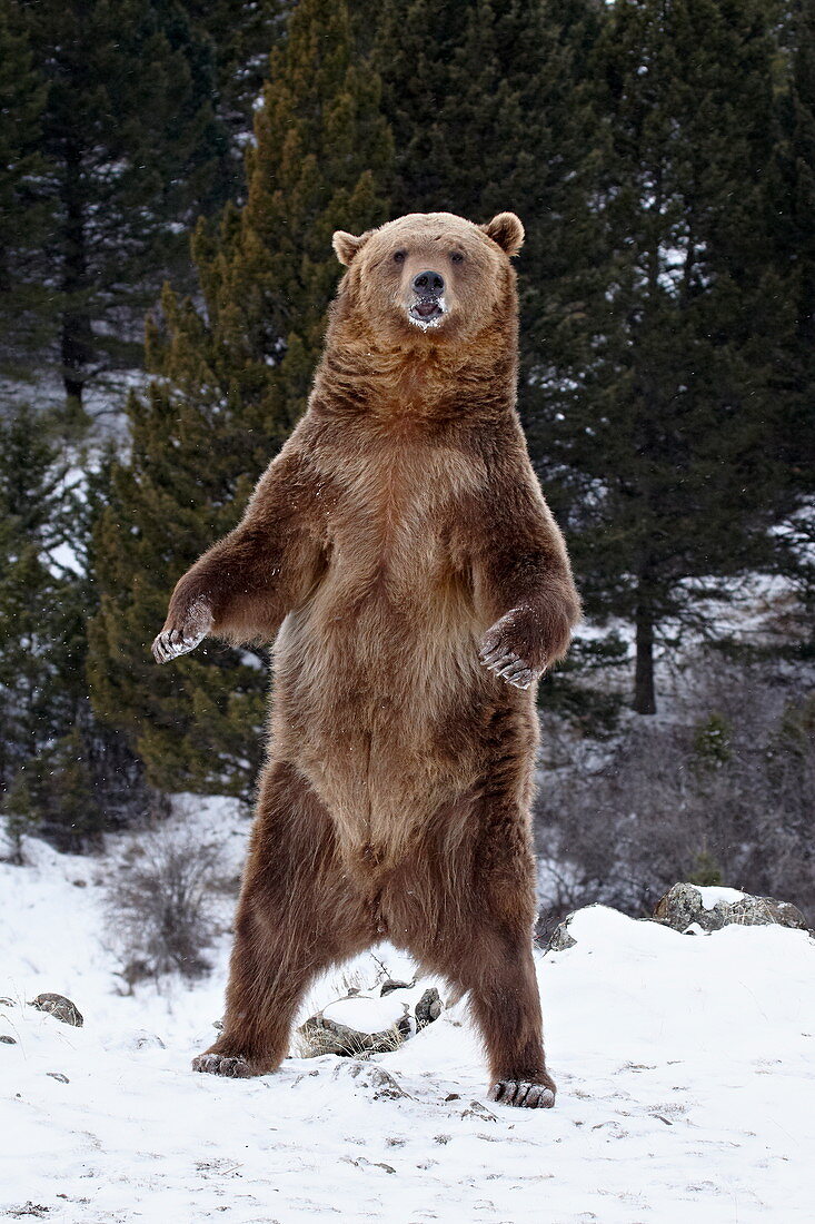 Grizzly bear (Ursus arctos horribilis) standing in the snow, near Bozeman, Montana, United States of America, North America