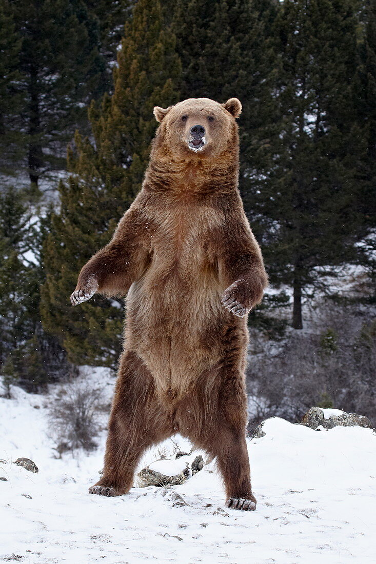 Grizzlybär (Ursus arctos horribilis) steht im Schnee nahe Bozeman, Montana, Vereinigte Staaten von Amerika, Nordamerika