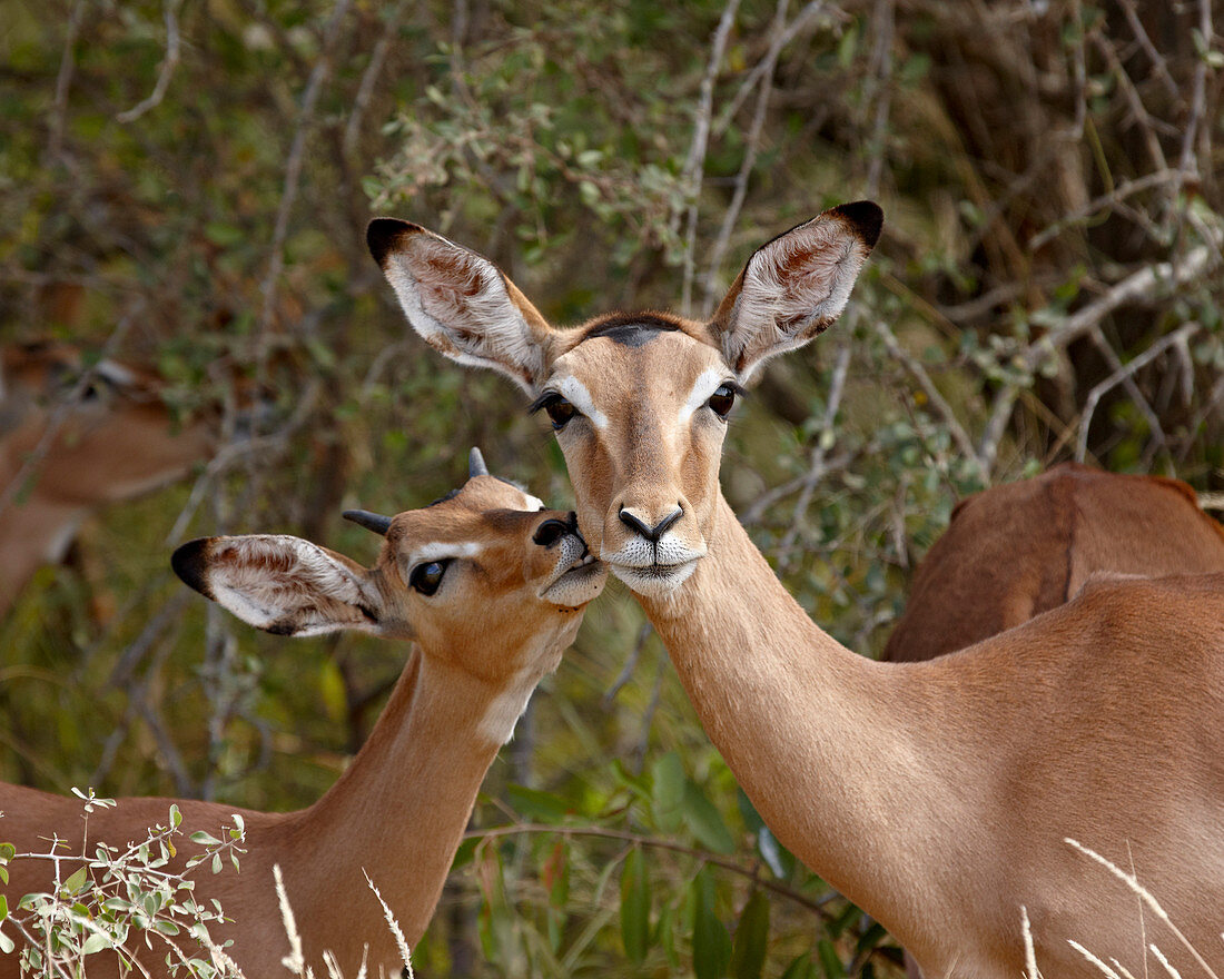 Impala (Aepyceros melampus) Mutter und junger Bock, Kruger National Park, Südafrika, Afrika