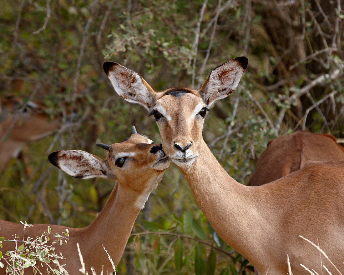 Impala (Aepyceros melampus) mother and young buck, Kruger National Park, South Africa, Africa