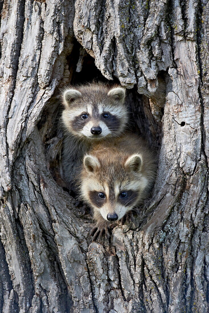 Two baby raccoon (Procyon lotor) in a tree, in captivity, Sandstone, Minnesota, United States of America, North America