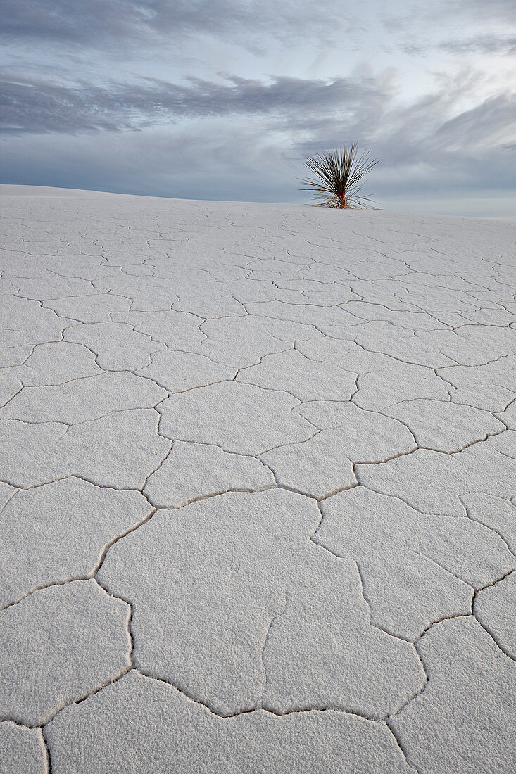 Cracked sand dune with a yucca, White Sands National Monument, New Mexico, United States of America, North America