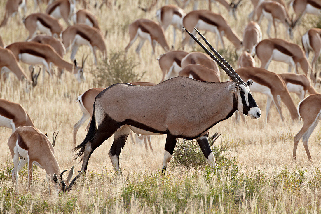 Spießbock (südafrikanischer Oryx) (Oryx gazella), der an einer Springbockherde (Antidorcas marsupialis) im Kgalagadi Transfrontier Park vorbeigeht und den ehemaligen Kalahari Gemsbok National Park, Südafrika, Afrika, umfasst