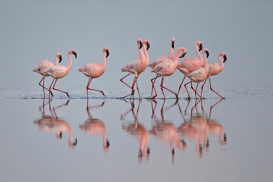 Lesser flamingo (Phoeniconaias minor) group, Serengeti National Park, Tanzania, East Africa, Africa