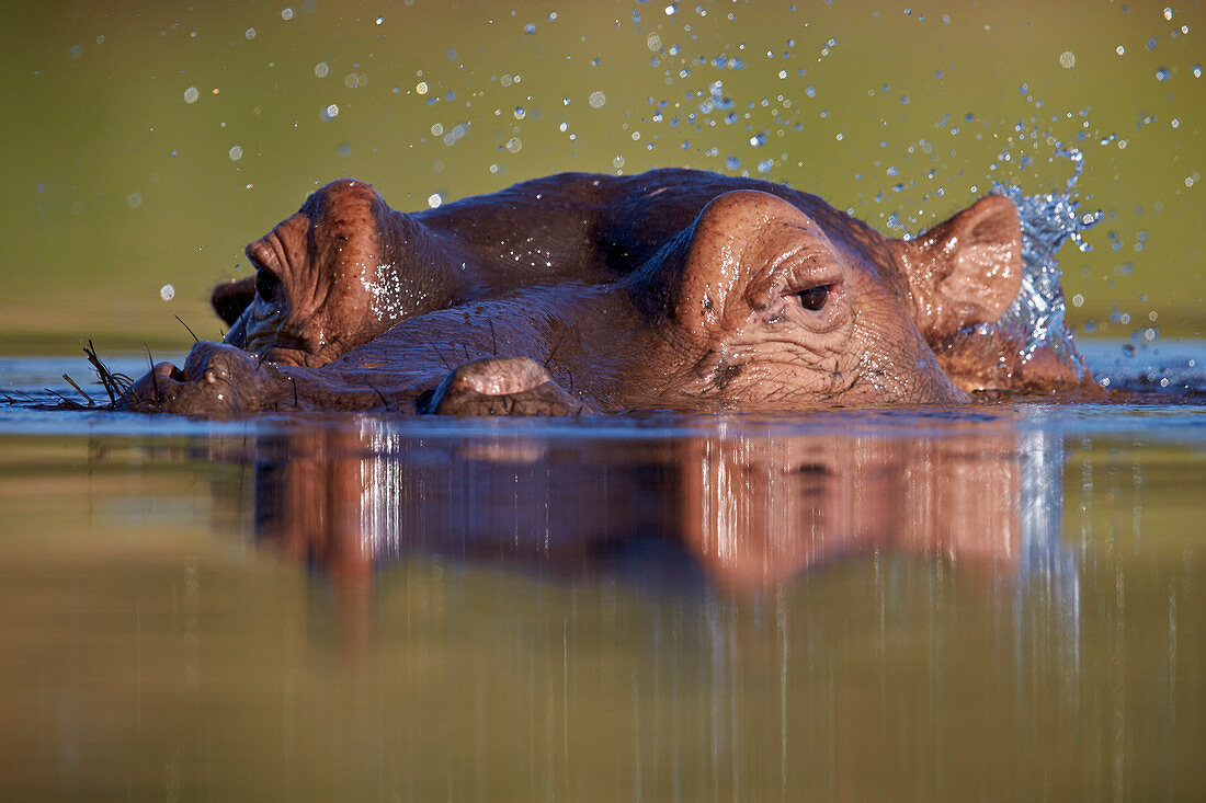 Hippopotamus (Hippopotamus amphibius) flipping water with its ear, Kruger National Park, South Africa, Africa