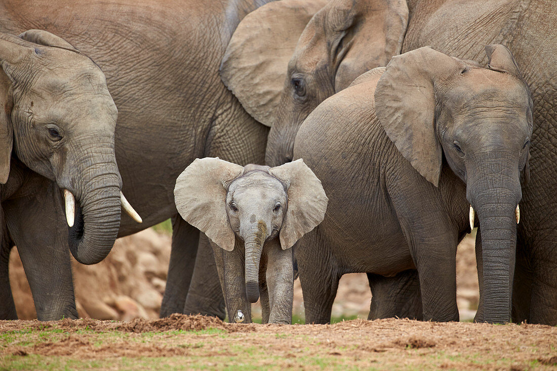 Afrikanischer Elefant (Loxodonta africana) Gruppe mit Babyelefant, Addo Elephant National Park, Südafrika, Afrika
