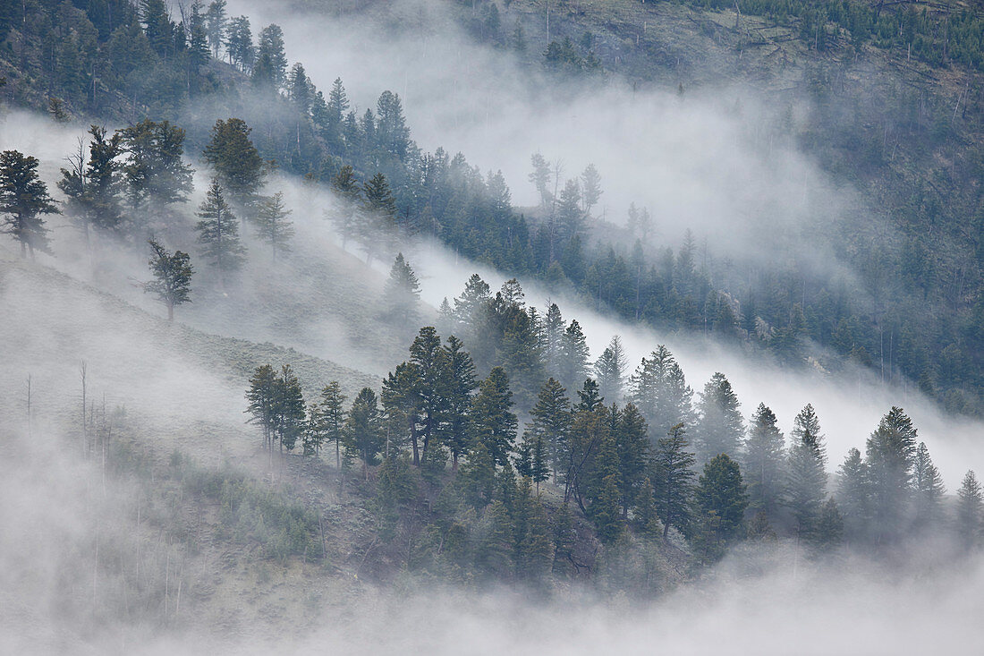 Trees on a hillside covered with fog, Yellowstone National Park, UNESCO World Heritage Site, Wyoming, United States of America, North America