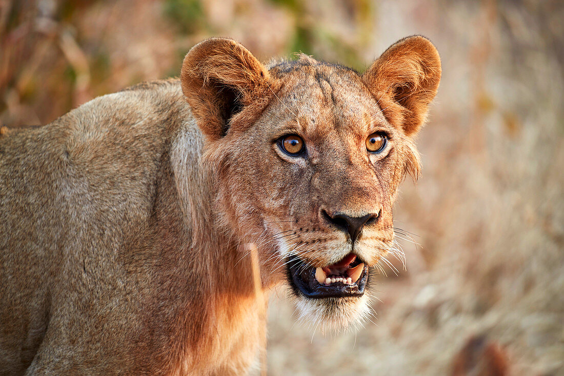Lion (Panthera leo), young male, Ruaha National Park, Tanzania, East Africa, Africa