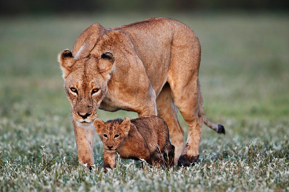 Löwenjunge (Panthera leo) und Muttertier, Ngorongoro-Krater, Tansania, Ostafrika, Afrika