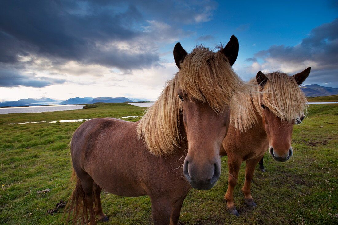 Icelandic horses, near Hofn, Hornafjordur mountains and glaciers behind, East Fjords region (Austurland), Iceland, Polar Regions