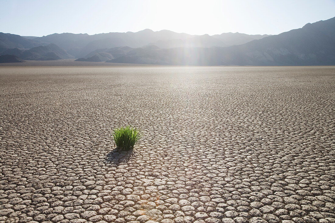 Gras in getrockneter Erde, Racetrack Point, Death Valley National Park, Kalifornien, Vereinigte Staaten von Amerika, Nordamerika