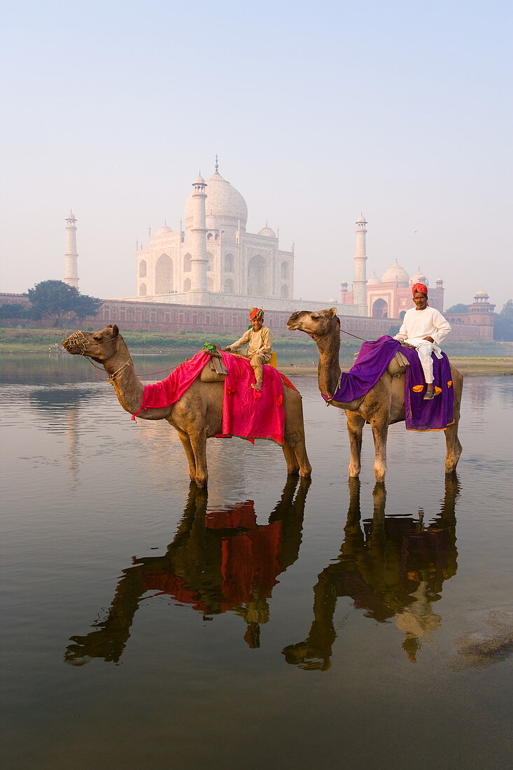 Mann und Junge reiten auf Kamelen im Yamuna-Fluss vor dem Taj Mahal, UNESCO-Weltkulturerbe, Agra, Uttar Pradesh, Indien, Asien