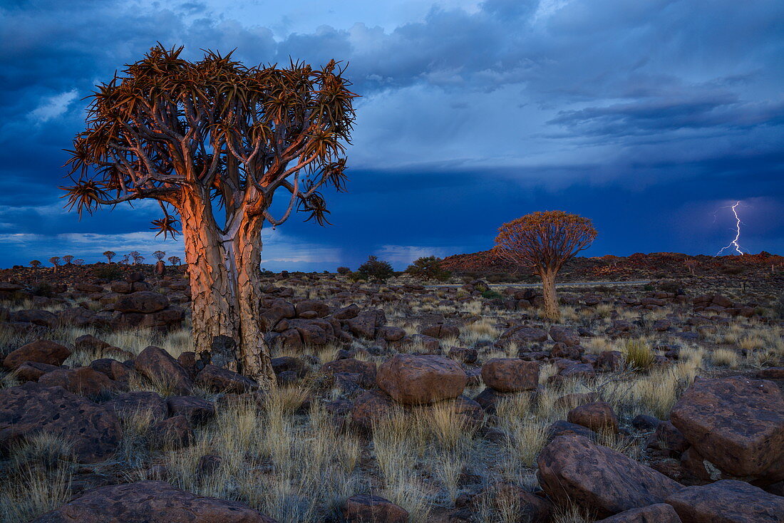 Lightning strikes amidst the rocks and Quiver trees at sunset in the Giant's Playground, Keetmanshoop, Namibia, Africa 