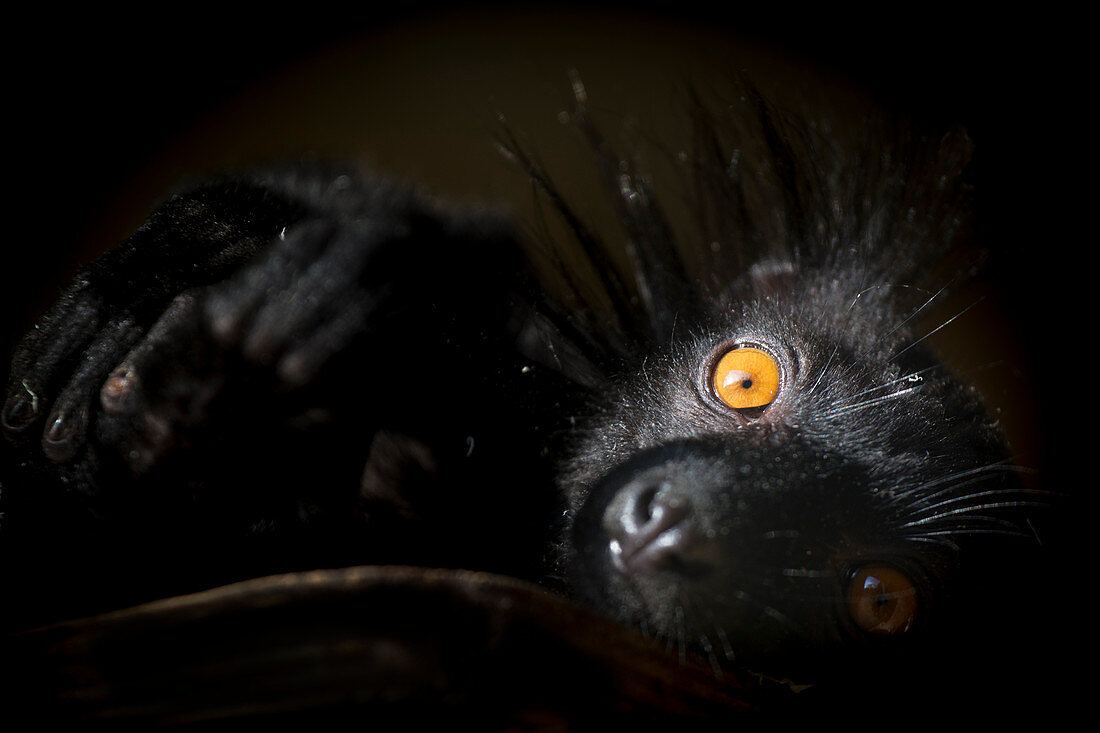 Black Lemur (Eulemur macaco), a vulnerable status young male lemur from Madagascar, Africa, in France, Europe