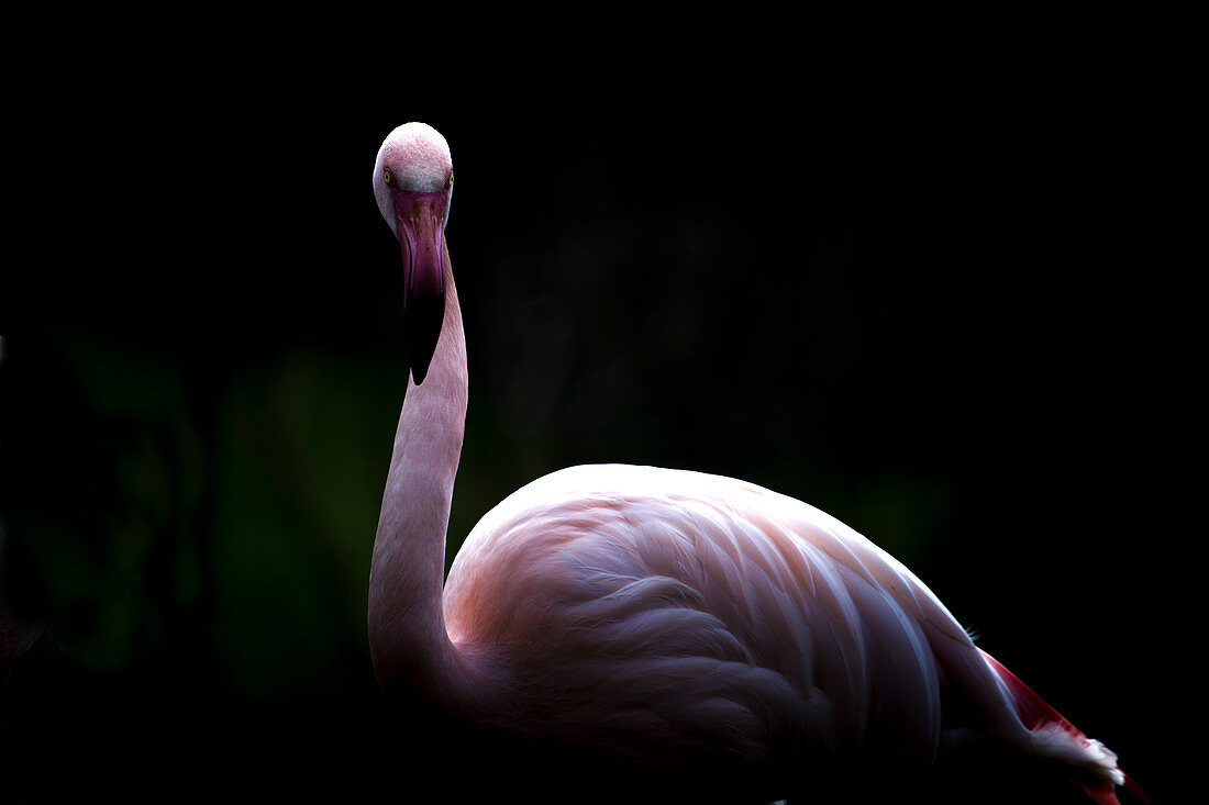 Rosaflamingo (Phoenicopterus roseus), Frankreich, Europa