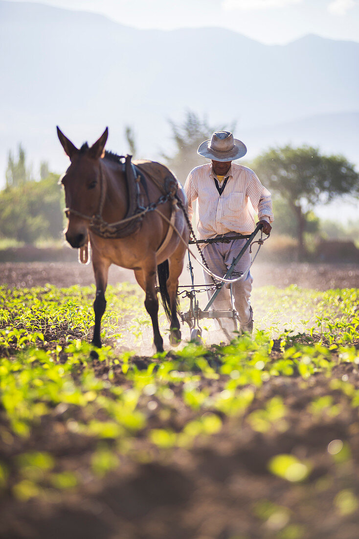 Landwirt im Cachi-Tal, Calchaqui-Täler, Provinz Salta, Nordargentinien, Argentinien, Südamerika