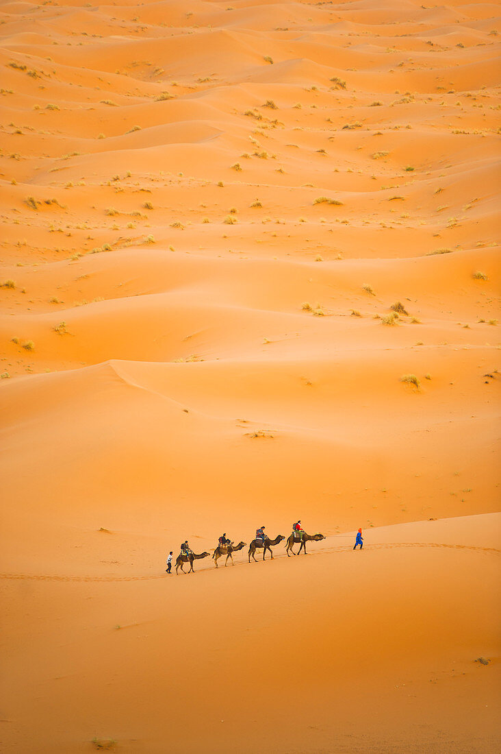 Tourists on a camel ride in Erg Chebbi Desert, Sahara Desert near Merzouga, Morocco, North Africa, Africa 