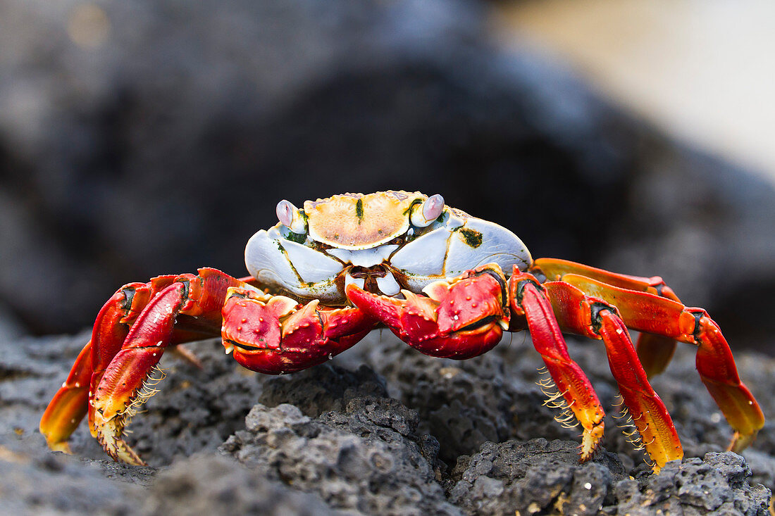 Sally lightfoot crab (Grapsus grapsus), Cerro Dragon, Santa Cruz Island, Galapagos Islands, Ecuador, South America