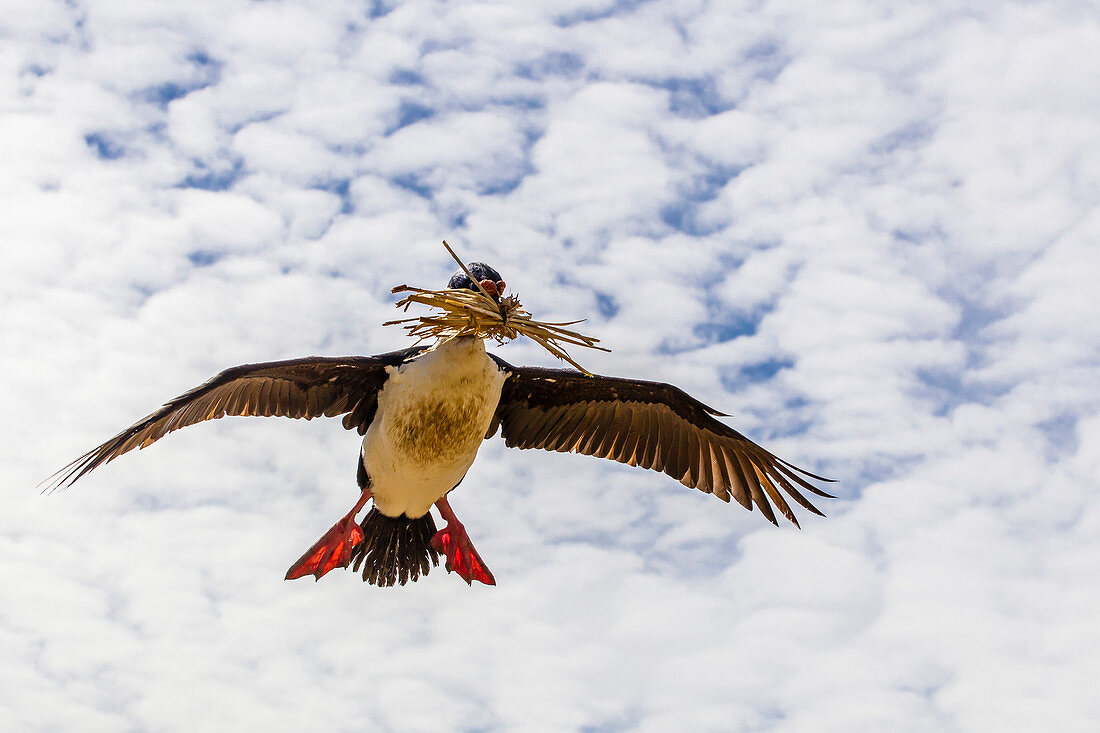 Blauaugenscharbe (Phalacrocorax atriceps albiventer) im Flug, New Island, Falklandinseln, Südatlantik, Südamerika