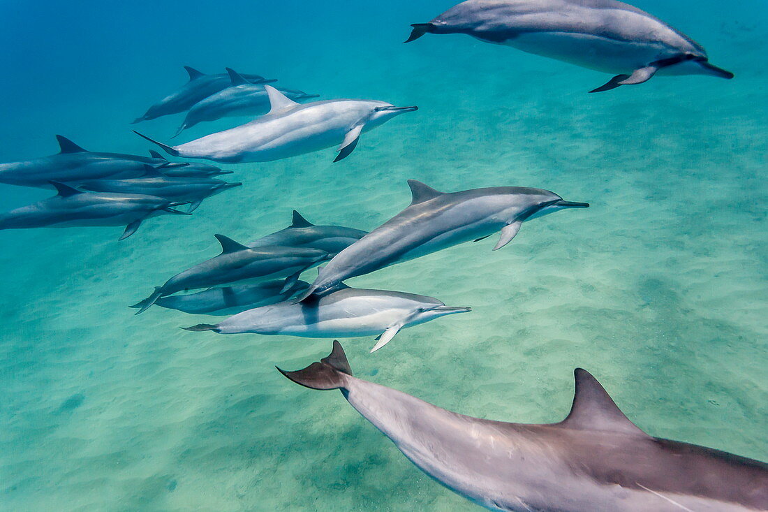 Hawaiian spinner dolphins (Stenella longirostris), AuAu Channel, Maui, Hawaii, United States of America, Pacific 