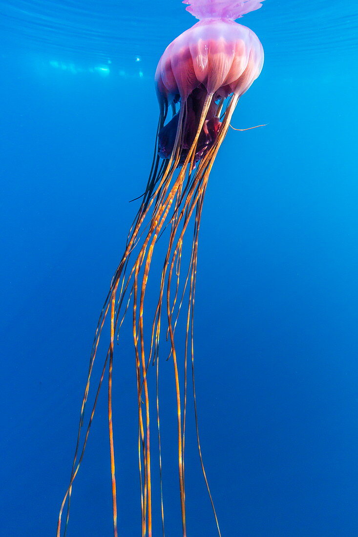 Unidentified large jellyfish in brash ice, Cierva Cove, Antarctica, Southern Ocean, Polar Regions