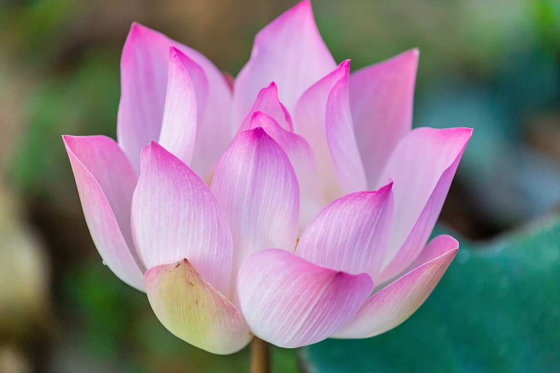 Lotusblume (Nelumbo nucifera) am Tonle Sap Fluss, Kambodscha, Indochina, Südostasien, Asien
