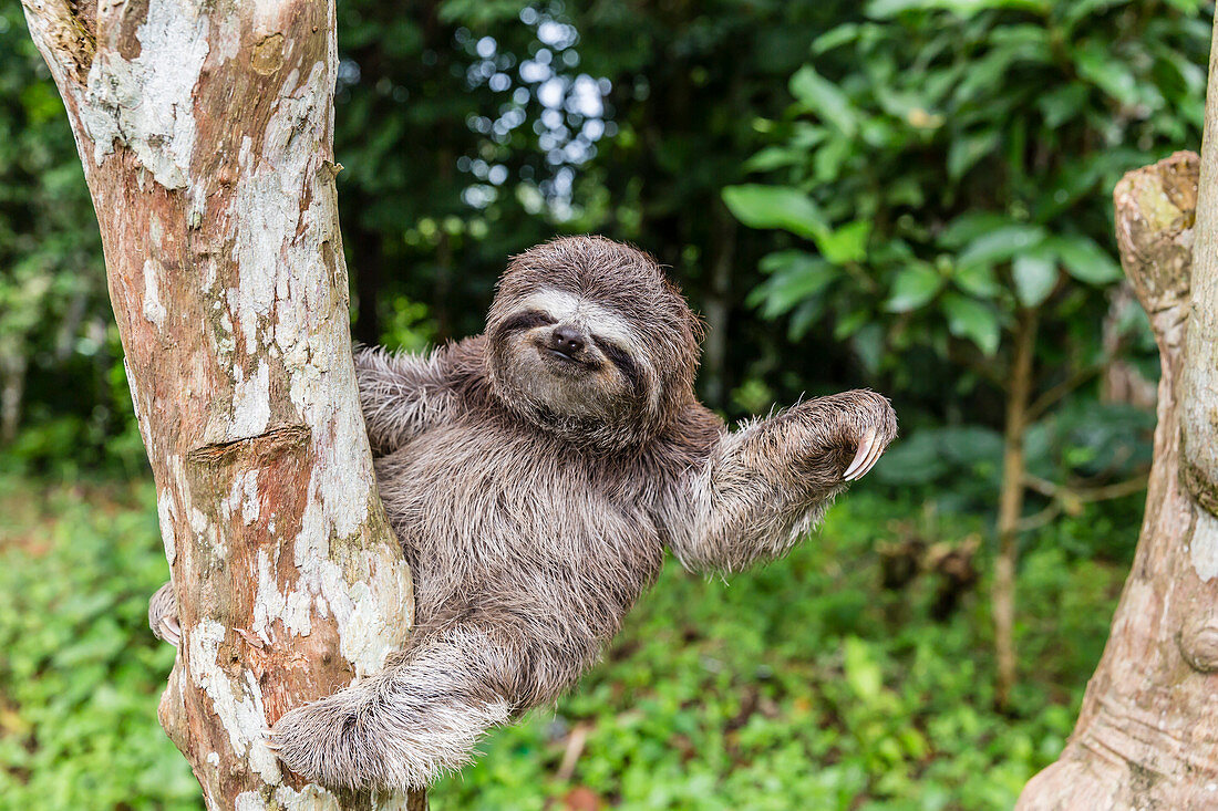 A captive pet brown-throated sloth (Bradypus variegatus), San Francisco Village, Loreto, Peru, South America