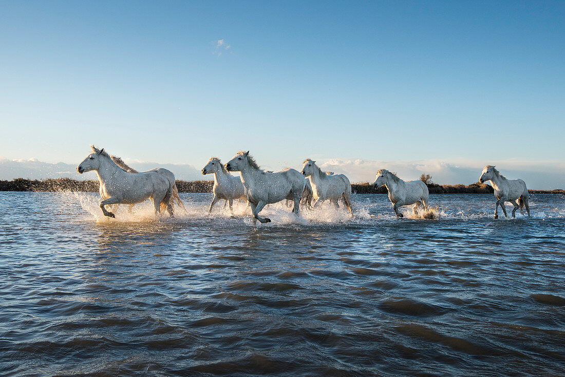 Wilde weiße Pferde laufen durch Wasser, Camargue, Frankreich, Europa